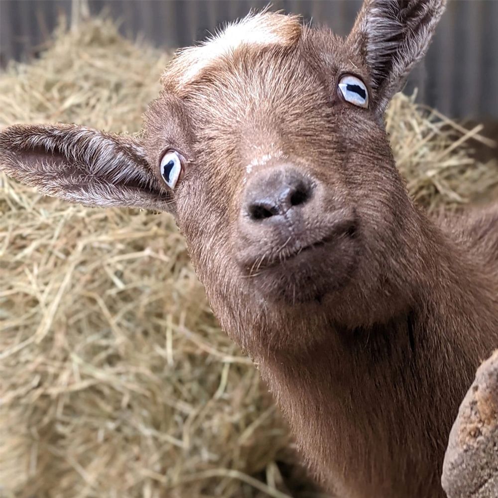 The Goat Hippie